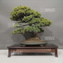pinus-pentaphylla-ref-02060232