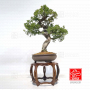 juniperus-chinensis-itoigawa-ref-03030231