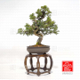 juniperus-chinensis-itoigawa-ref-03030232