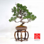 juniperus-chinensis-itoigawa-ref-03030237