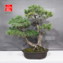 pinus-pentaphylla-ref-31070232