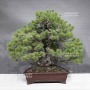 pinus-pentaphylla-31070235