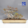 acer-buergerianum-31070233