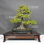 Acer buergerianum ref :23080231