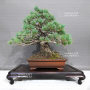 Pinus pentaphylla ref :22080234