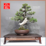 juniperus-rigida-ref-07011233