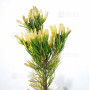 pinus-parviflora-du-japon-goldilock