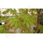 acer-palmatum-diva