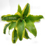 hosta-monkey-business