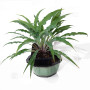 hosta-silly-string