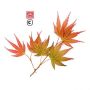 akebono-taille-baby