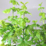 acer circinatum gees witchs broom