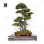 VENDU picea  jezoensis 28070252