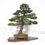 picea  jezoensis 28070251