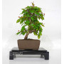 carpinus turczaninowii ref : 23070251