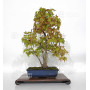 acer-palmatum-ref-23070252