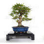 acer palmatum seigen  ref : 23070253