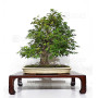 acer-palmatum-beni-chidori-23070255
