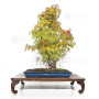 acer-palmatum-ref-24070251