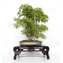 acer-palmatum-ref-24070252
