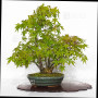 acer-palmatum-ref-24070254