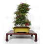 acer-palmatum-deshojo-24070253