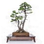 PINUS PENTAPHYLLA ref: 24070255
