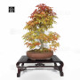 acer palmatum deshojo 17030234