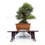 Pinus thunbergii ref: 120202512