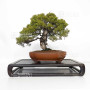 juniperus chinensis itoigawa ref 12020255