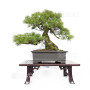 Pinus pentaphylla ref 12020253