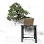 pinus-pentaphylla-12020259