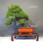 pinus thunbergii 12100241