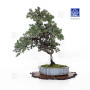 juniperus rigida ref: 210202514