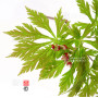 Graines d'Acer japonicum maiku jaku