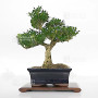 buxus-harlandii-ref-1