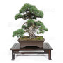 PINUS PENTAPHYLLA 16120256