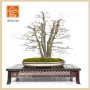 acer-palmatum-ref-13010266