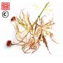 DISSECTUM BENI SHIDARE VARIEGATED BABY