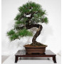 pinus-thunbergii-ref-28070262