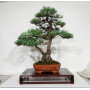 pinus-pentaphylla-ref-28070261