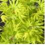 Acer palmatum going green ® variété protégée