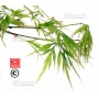 graines-d-acer-matsumurae-dissectum-viridis