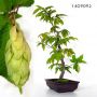 60 seeds carpinus japonica