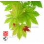 graines-d-acer-japonicum-itaya-momiji