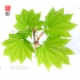 acer-shirasawanum-seeds-ezo-no-momji