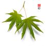 graines-d-acer-palmatum-aka-shigitatsusawa