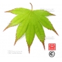 Graines d'Acer Amoenum Oshio beni