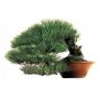 50 seeds of Pinus Densiflora