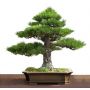 20-seeds-pinus-thunbergii